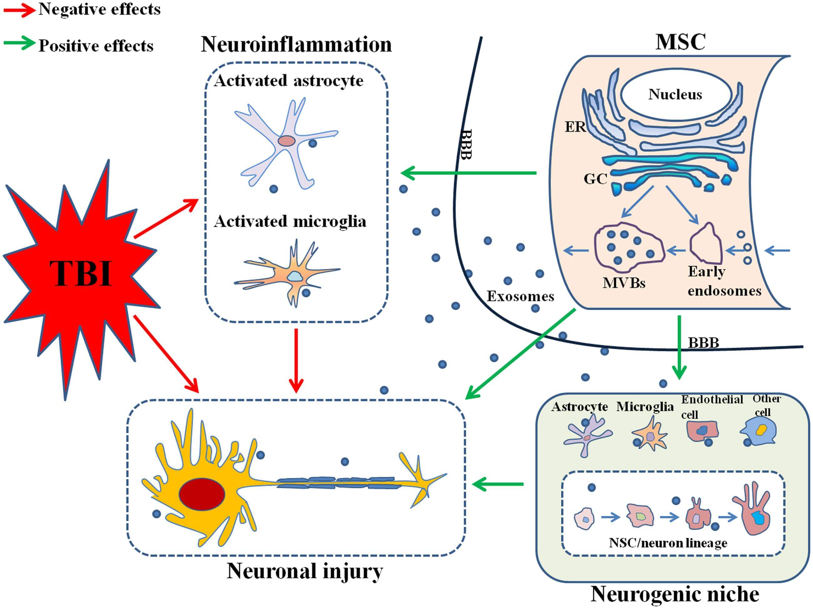Exosomes help nerve tissue repair and function recovery after TBI.